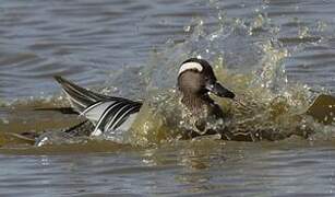 Garganey