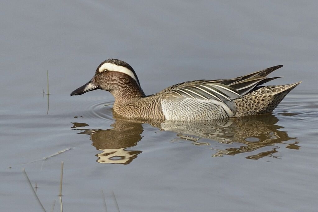 Garganey male adult, close-up portrait