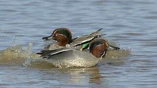 Eurasian Teal