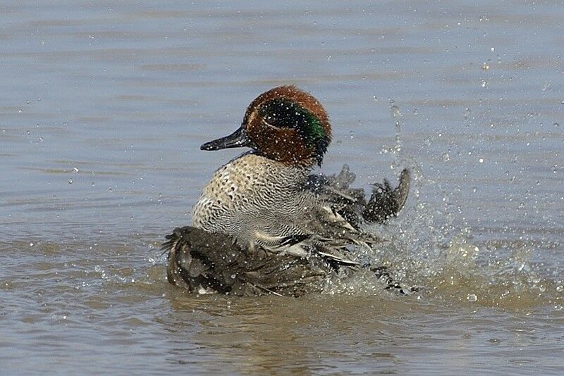 Eurasian Teal male adult