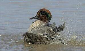 Eurasian Teal