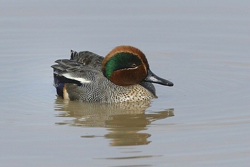 Eurasian Teal male adult