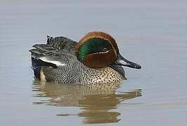 Eurasian Teal