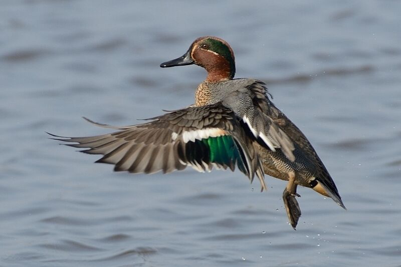 Eurasian Teal male adult breeding, Behaviour