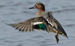 Eurasian Teal