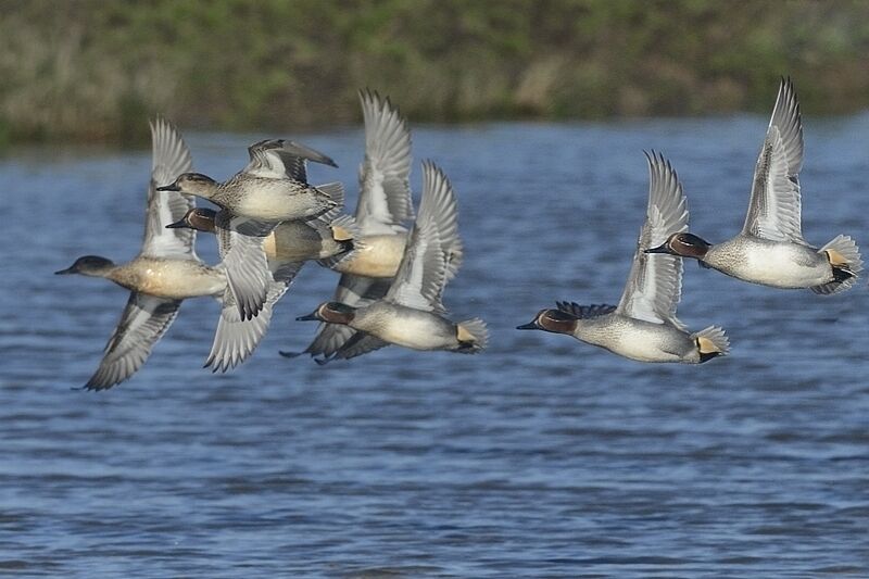 Eurasian Tealadult post breeding