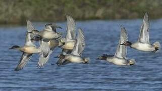 Eurasian Teal