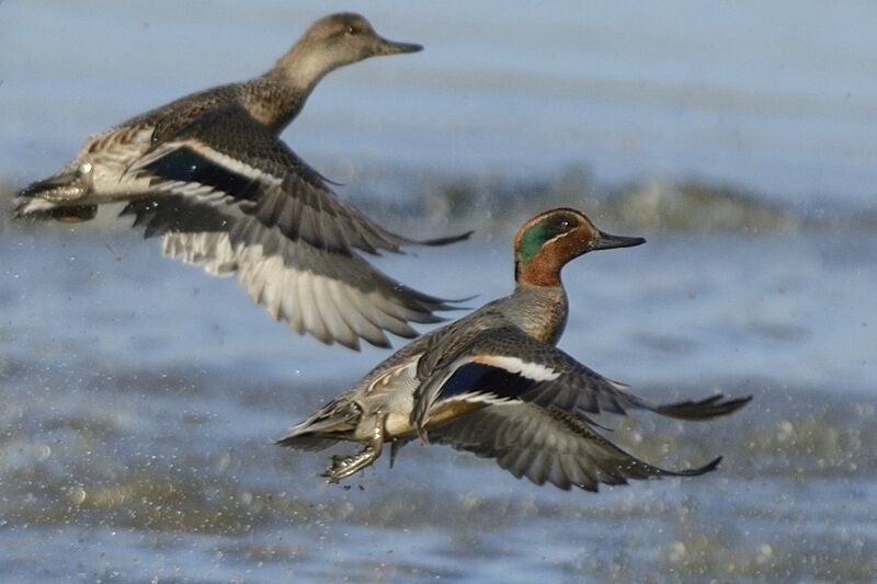 Eurasian Teal adult post breeding