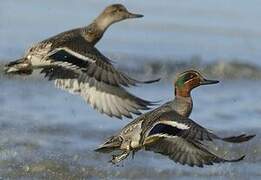 Eurasian Teal