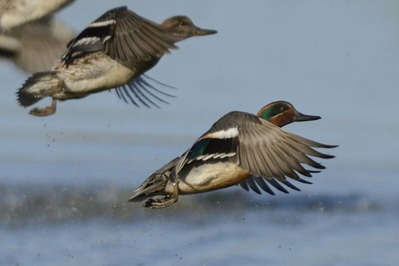 Eurasian Teal adult post breeding