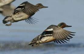 Eurasian Teal