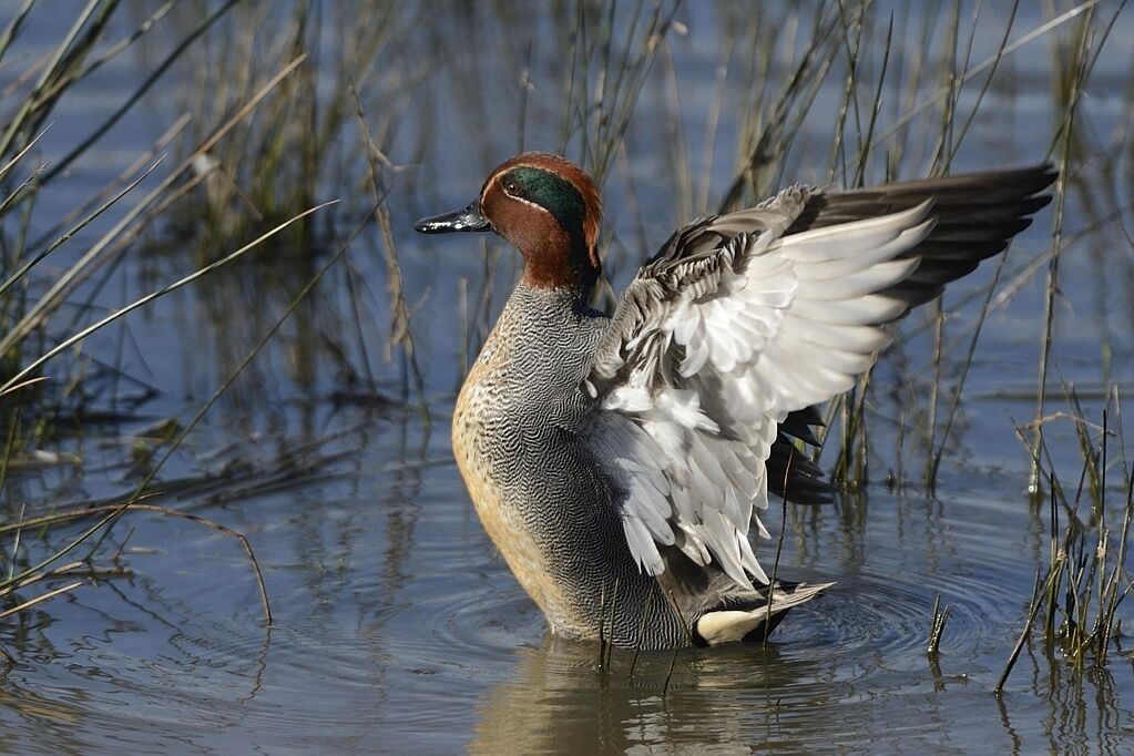 Eurasian Teal