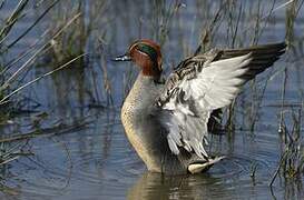 Eurasian Teal