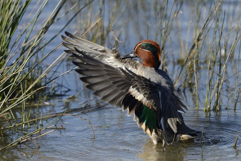 Eurasian Teal male adult breeding, care