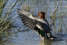 Eurasian Teal