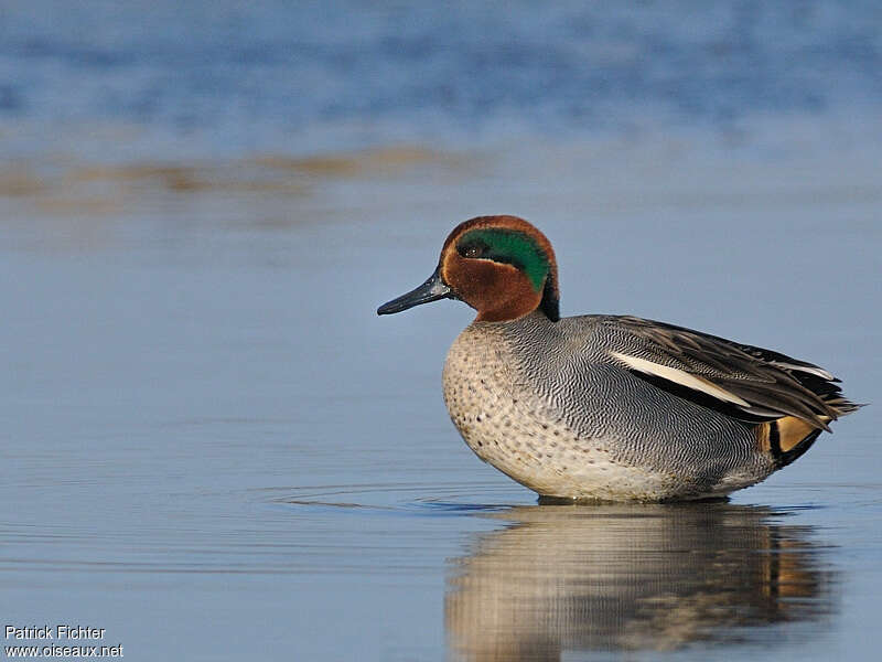 Eurasian Teal male adult breeding, identification