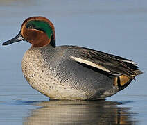 Eurasian Teal