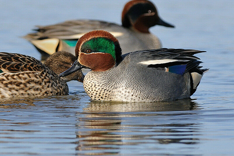 Eurasian Teal male adult breeding