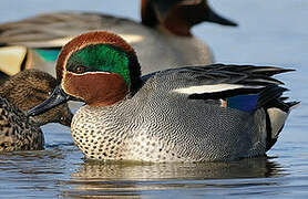 Eurasian Teal