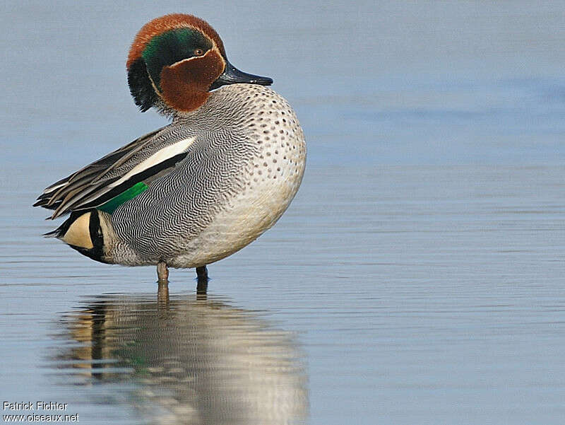 Eurasian Teal male adult breeding, identification