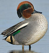 Eurasian Teal