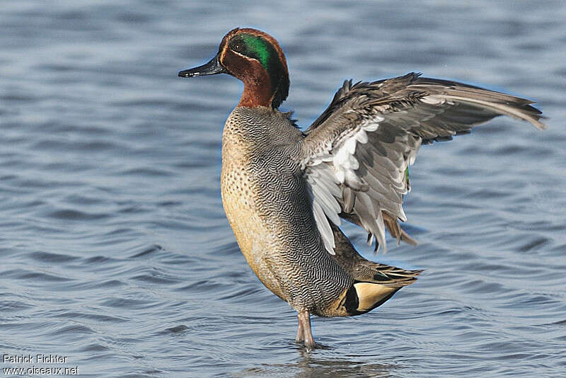 Eurasian Teal male adult breeding, aspect, pigmentation