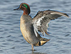 Eurasian Teal