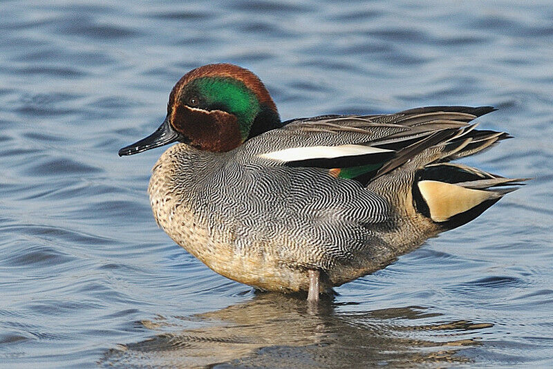 Eurasian Teal male adult breeding