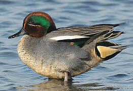 Eurasian Teal