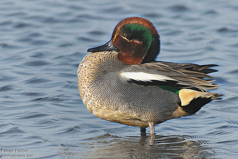 Eurasian Teal male adult breeding, identification