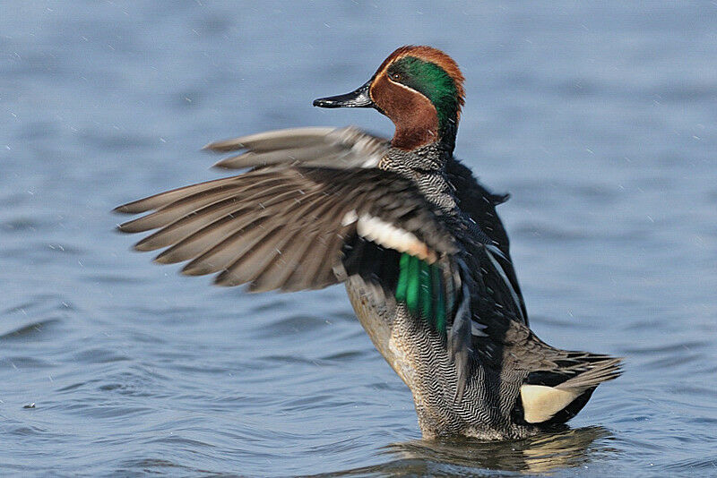 Eurasian Teal male adult breeding