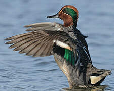 Eurasian Teal