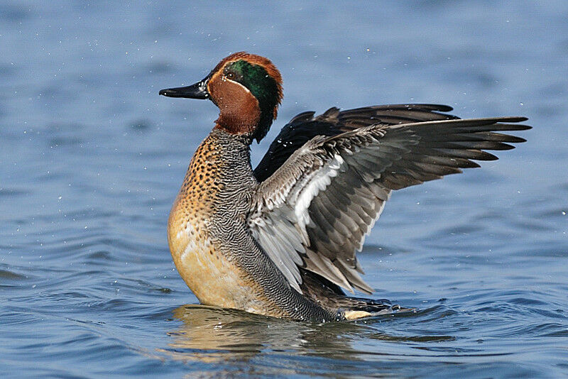 Eurasian Teal male adult breeding