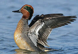 Eurasian Teal