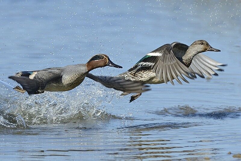 Eurasian Teal adult