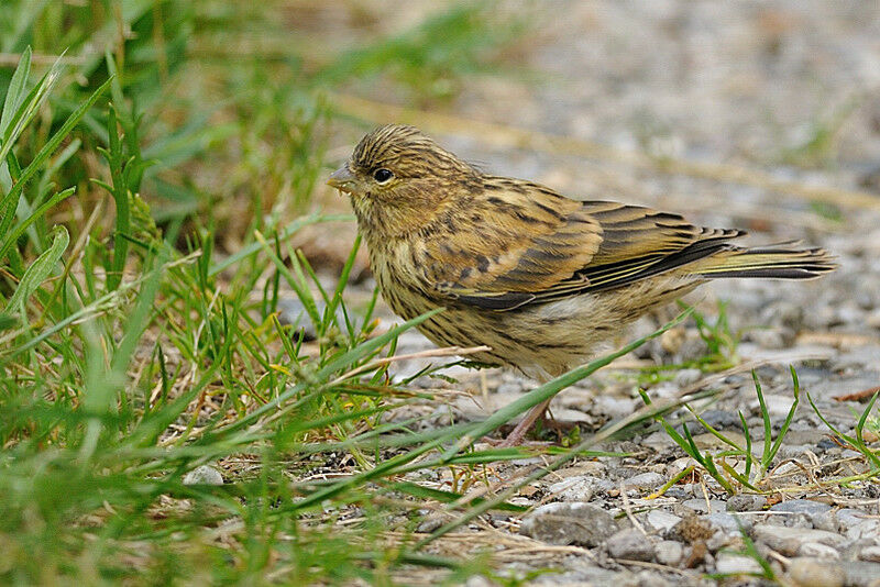 Serin cini1ère année