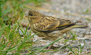 European Serin