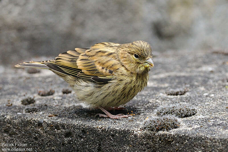 European Serinjuvenile, identification