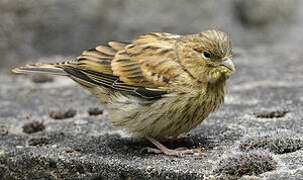 European Serin