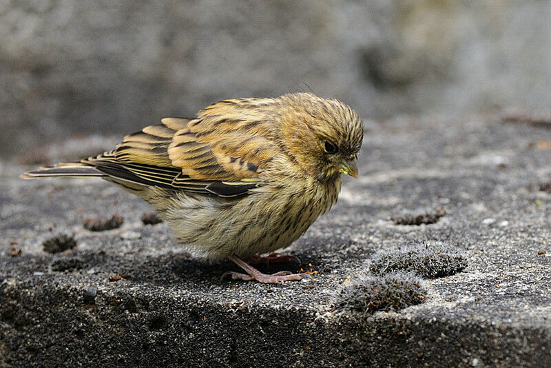 Serin cini1ère année