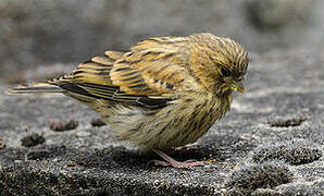 European Serin