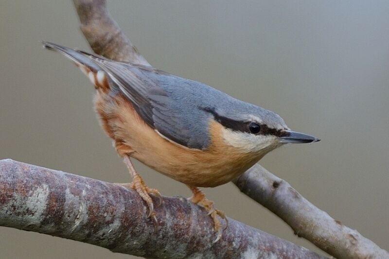 Eurasian Nuthatchadult