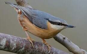 Eurasian Nuthatch