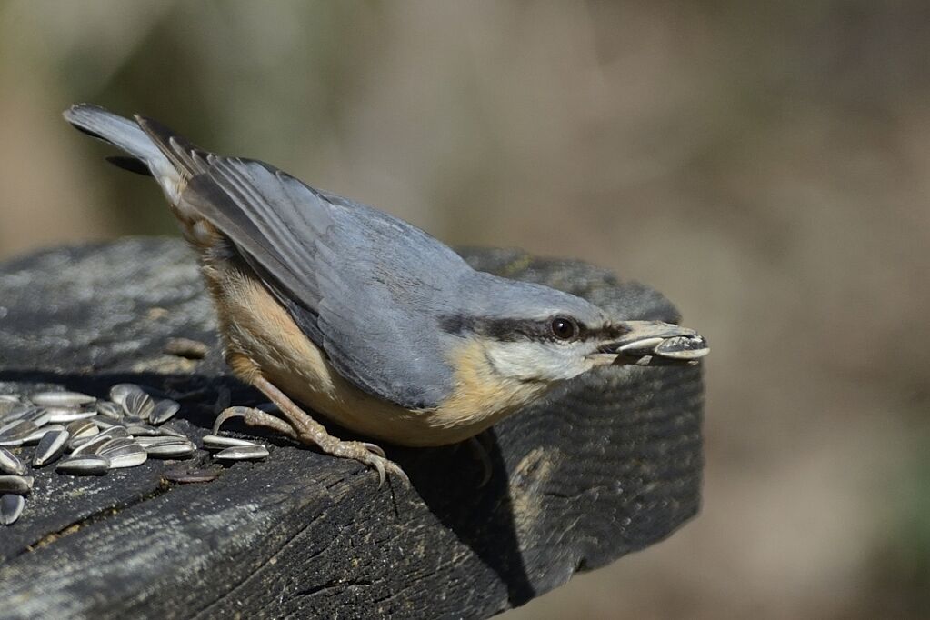 Eurasian Nuthatchadult breeding, eats