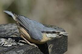 Eurasian Nuthatch