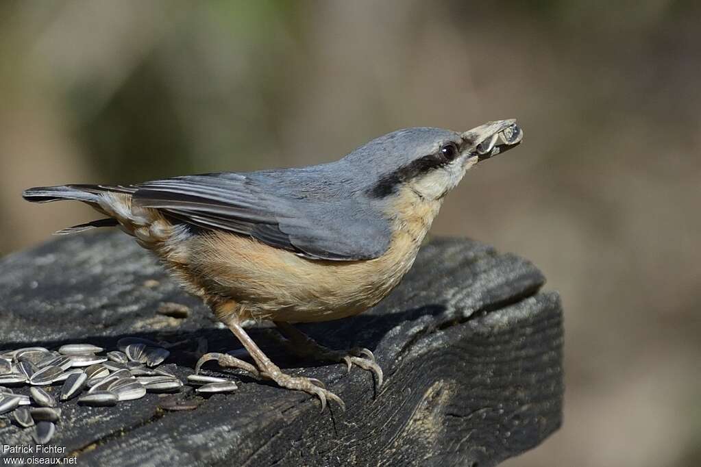 Eurasian Nuthatch female adult, eats, Behaviour