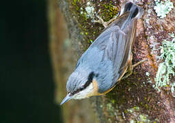 Eurasian Nuthatch