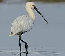 Eurasian Spoonbill