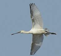 Eurasian Spoonbill