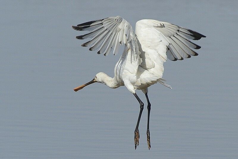 Eurasian SpoonbillFirst year